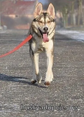 NORRIS- młody, energiczny pies husky do adopcji,