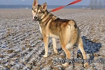 NORRIS- młody, energiczny pies husky do adopcji,  