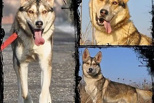 NORRIS- młody, energiczny pies husky do adopcji,  