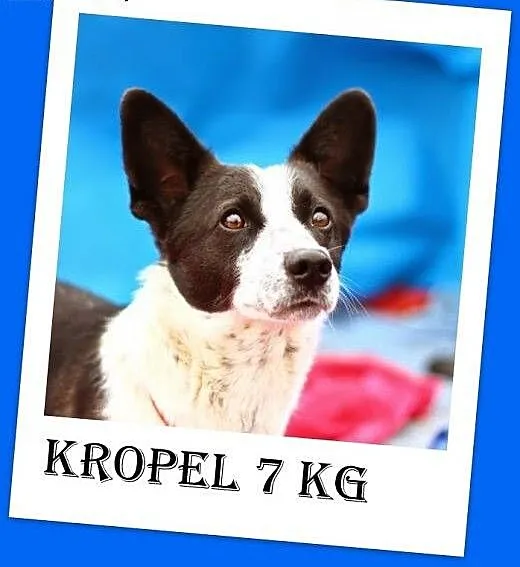 7kg,mały,przyjazny,wesoły piesek KROPEL.Adopcja,