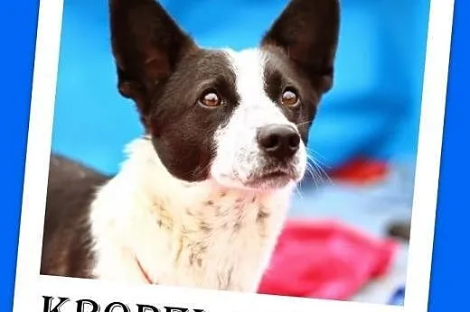 7kg,mały,przyjazny,wesoły piesek KROPEL.Adopcja, śląskie Katowice