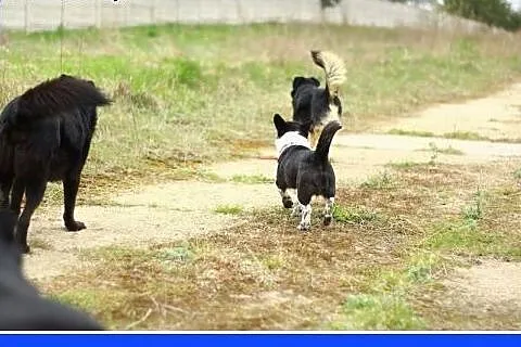 7kg,mały,przyjazny,wesoły piesek KROPEL.Adopcja,  