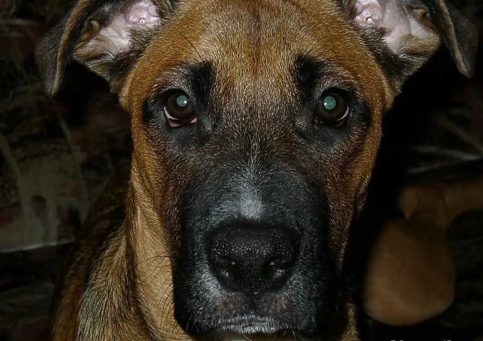 Saba szuka domu