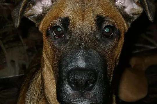 Saba szuka domu