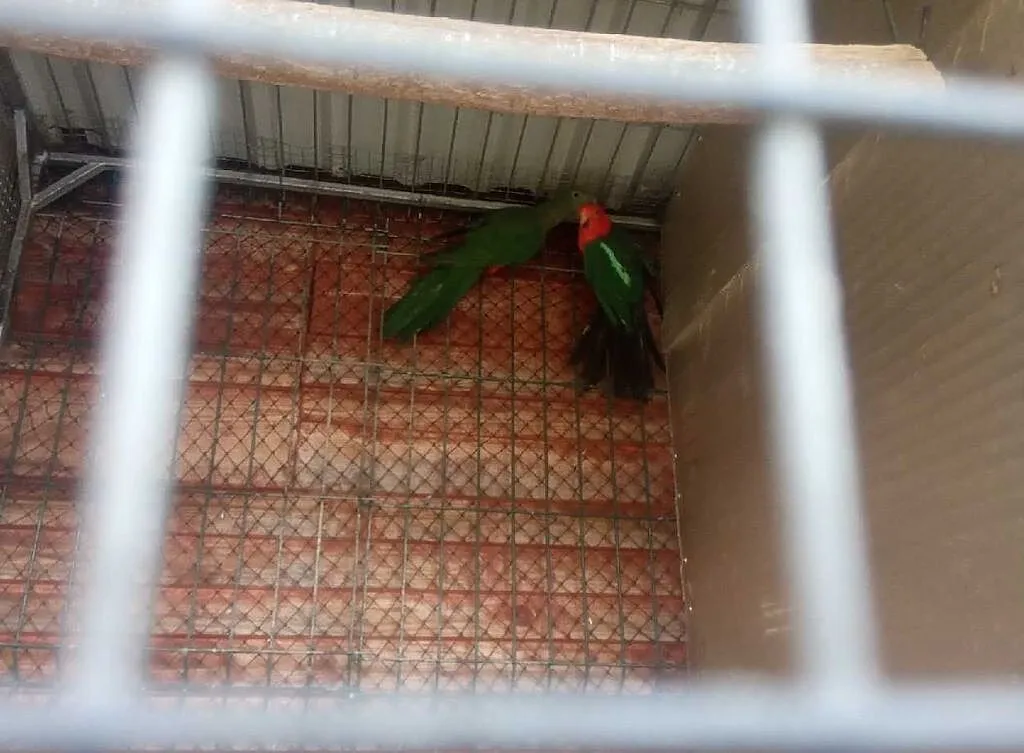 Sprzedam papugi papugi Szkarłatki Krolewskie, , Małe Ciche