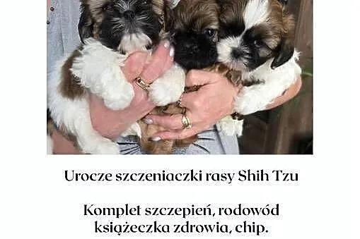 Sprzedam śliczne pieski rasy shih tzu