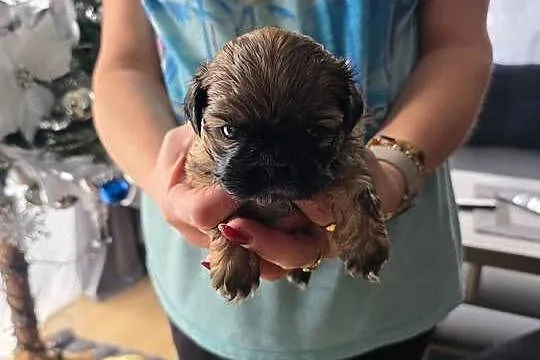 Sprzedam śliczne pieski rasy shih tzu, Małopolskie, Radziszów