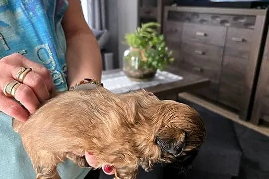 Sprzedam śliczne pieski rasy shih tzu, Małopolskie, Radziszów
