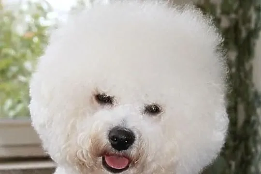 Bichon Frise –Młodzieżowy Champion Polski - oferta