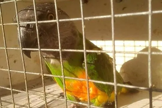 Senegalki do ręcznego karmienia
