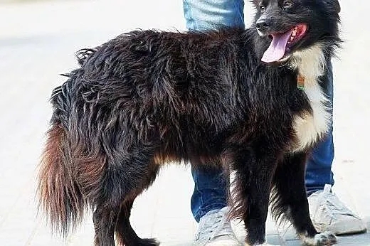 ZEFIR uroczy, uśmiechnięty piesek wciąz wierzy w l