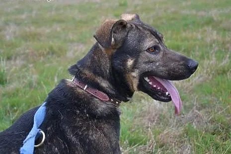 Gucio - grzeczny psiak poleca się do adopcji,  ślą