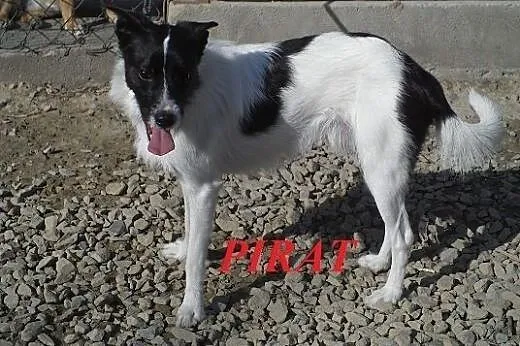 PIRAT - szuka domu na zawsze,  małopolskie Nowy Sącz