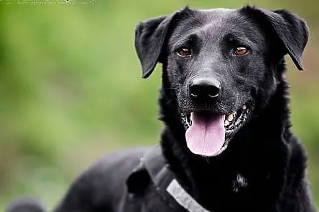 KUFEL - młody BEZTROSKI i KOCHANY 30 kg psiak do adopcji,  śląskie Katowice