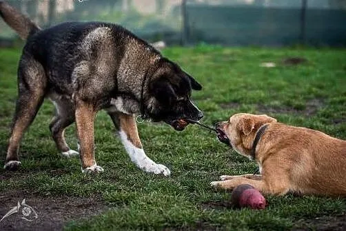 Lori idealna do domu z dziećmi :-),  śląskie Katow