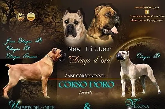 Corso Doro miot