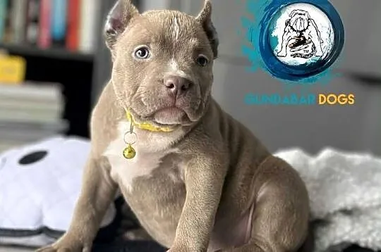 American Bully suczka ABKC