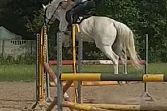Trening koni z pensjonatem, Łomianki