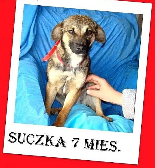 7 mies. szczeniak, tulaśna, srednia sunia ŻUCZKA,ł