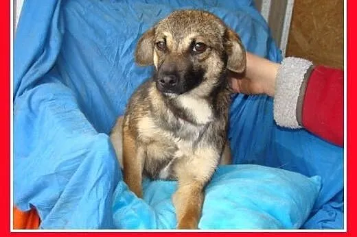 7 mies. szczeniak, tulaśna, srednia sunia ŻUCZKA,ł