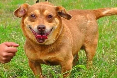 MIĘTUS - świetny, wesoły mały psiak do adopcji FIL