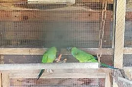Papugi różne , Gliwice
