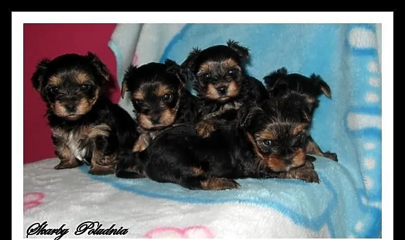 Yorkshire terrier yorki szczeniaczki