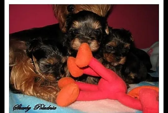 Yorkshire terrier yorki szczeniaczki