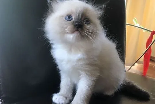 Kotki ragdoll z hodowli Ślicznotki, , Chodecz
