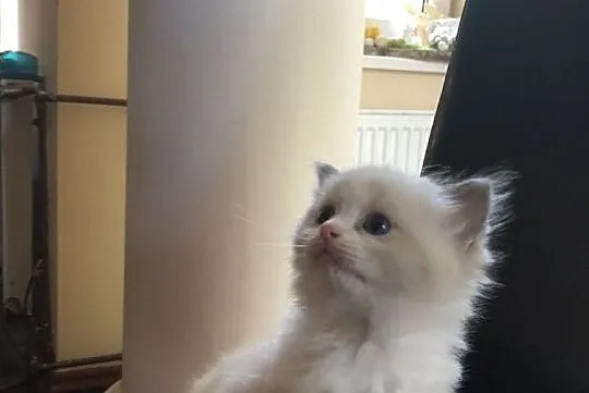 Kotki ragdoll z hodowli Ślicznotki, , Chodecz