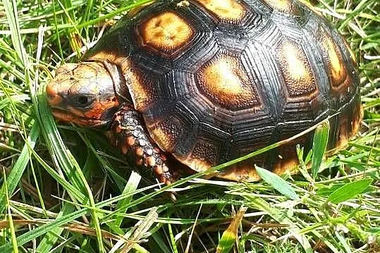 żółw leśny żabuti