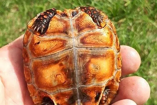 żółw leśny żabuti, Wielkopolskie, Kamionki