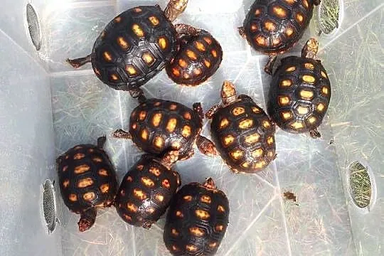 żółw leśny żabuti, Wielkopolskie, Kamionki