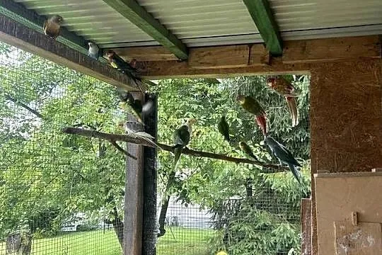 Papugi widoczne na zdjęciach, Małopolskie, Sułkowice
