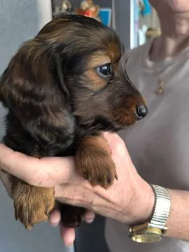 Purebred Rabbit Dachshund Puppies Available for Sale, , Daugavpils