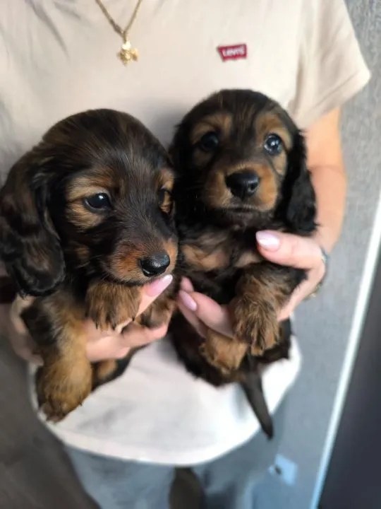 Purebred Rabbit Dachshund Puppies Available for Sale, , Daugavpils