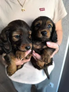 Purebred Rabbit Dachshund Puppies Available for Sale, , Daugavpils
