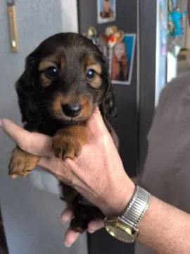 Purebred Rabbit Dachshund Puppies Available for Sale, , Daugavpils
