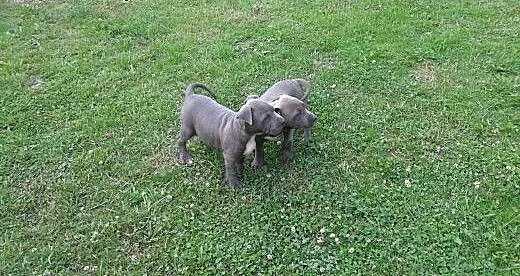 Szczeniaki amstaff blekitne, dolnośląskie Wrocław