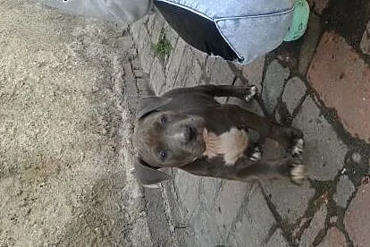 Szczeniaki amstaff blekitne,  dolnośląskie Wrocław