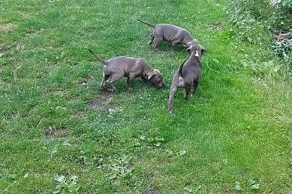 Szczeniaki amstaff blekitne,  dolnośląskie Wrocław