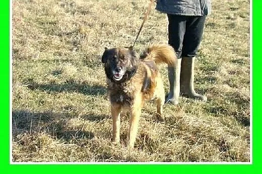 Pasterski długowłosy pies VIKO, przyjazny,łagodny,