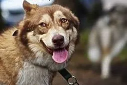 Sajgon młody, energiczny mix siberian husky dla aktywnych,  śląskie Katowice
