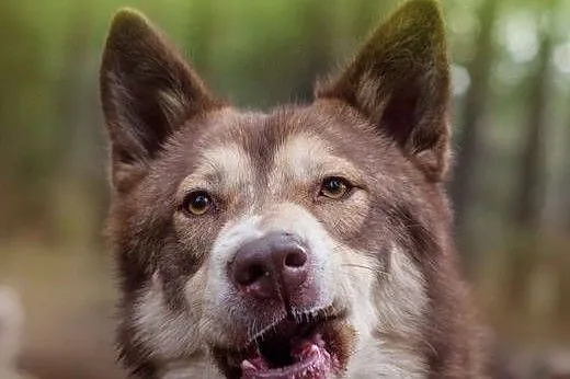 Sajgon młody, energiczny mix siberian husky dla ak