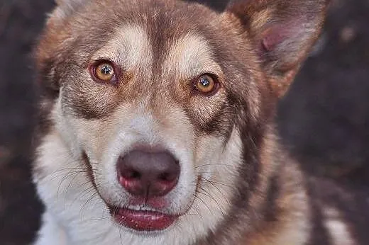 Sajgon młody, energiczny mix siberian husky dla ak