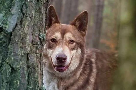 Sajgon młody, energiczny mix siberian husky dla ak