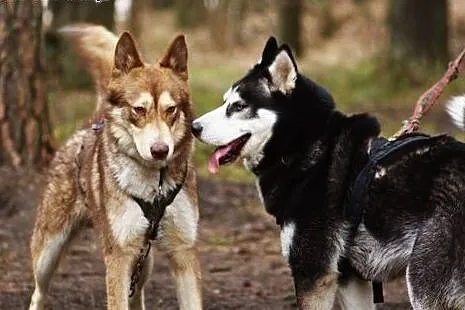 Sajgon młody, energiczny mix siberian husky dla ak