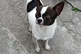 Sprzedam chihuhua