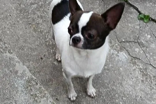 Sprzedam chihuhua