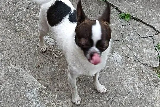Sprzedam chihuhua, Wielkopolskie, Kijaszkowo
